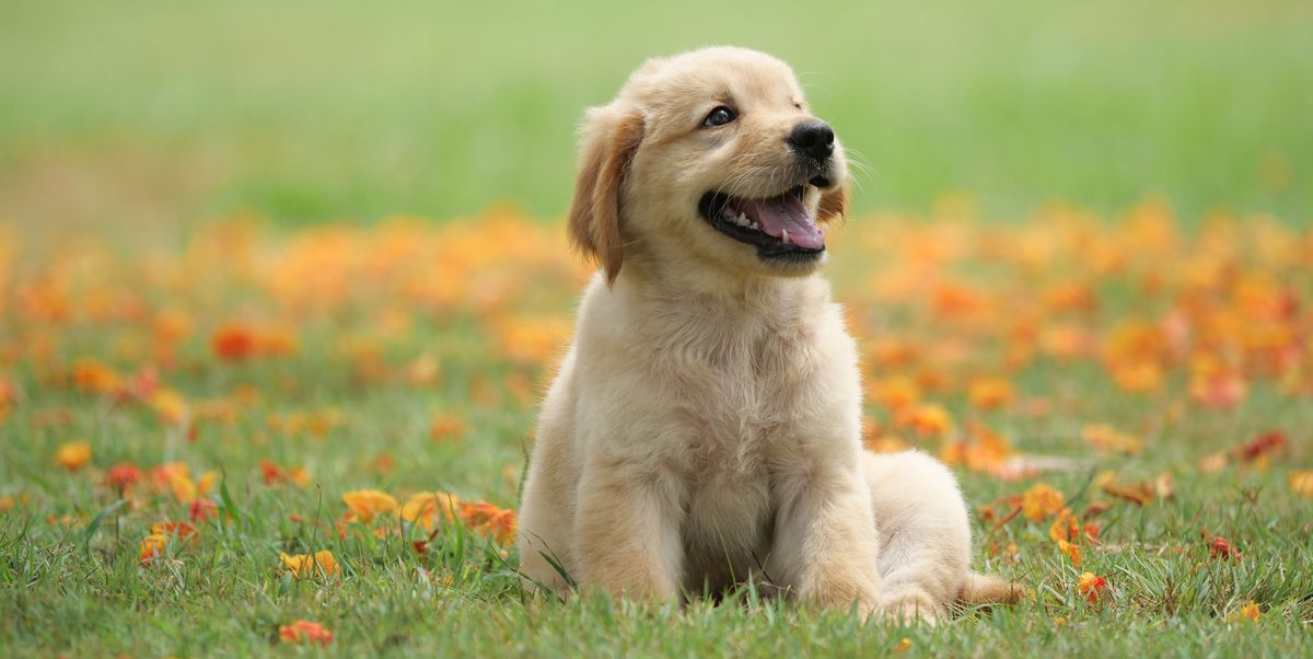 Cute puppy